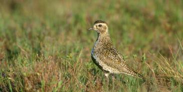 Golden Plover 16 9 new dimensions11