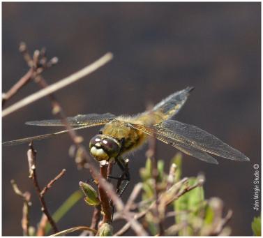 Four spotted chaser John Wright