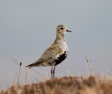 1072356 Golden plover Andy Hay rspb images3.com