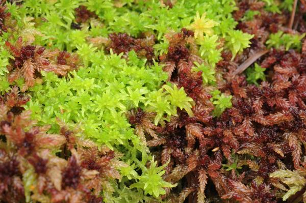 SM G5 another Sphagnum option Lorne Gill SNH