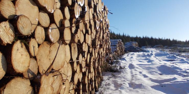 LOGS IN SNOW PAUL STAGG
