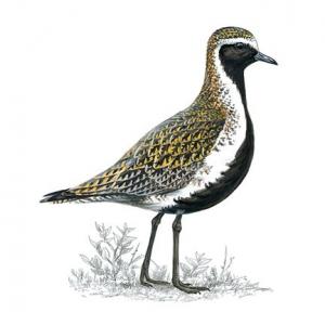golden plover breedingplumage 1200x675