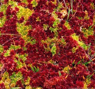 Sphagnum moss - Gardening, WWI bandages, more