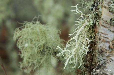 Fishbone lichen