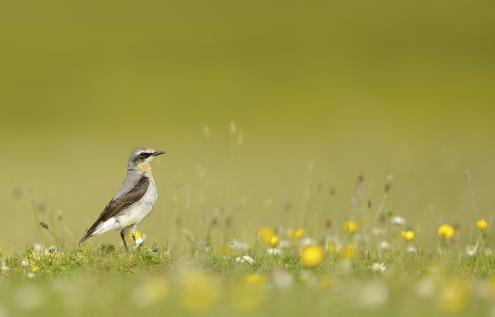 2109748 Nothern wheatear Oenanthe oenanthe Ben Andrew rspb images.com
