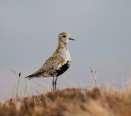 1072356 Golden plover Andy Hay rspb images2.com