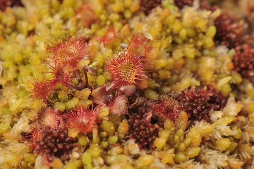 FlowsTTF D5917 Sundew and Sphagnum moss credit Lorne Gill SNH