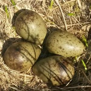 curlew eggs